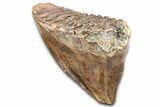 Elderly Woolly Mammoth Lower M Molar - North Sea Deposits #337184-4